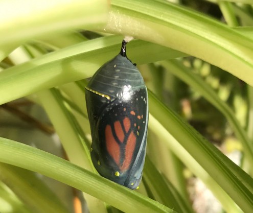 Butterfly in chrysallis