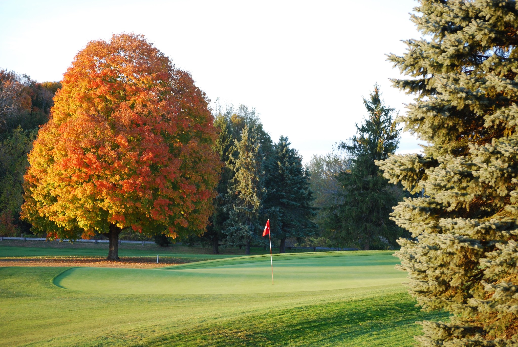 Autumnal tree on golf course 